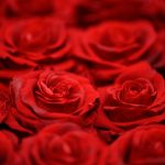roses lovebox petales
